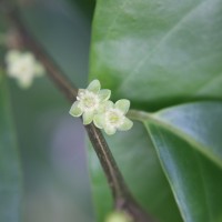 Casearia zeylanica (Gaertn.) Thwaites